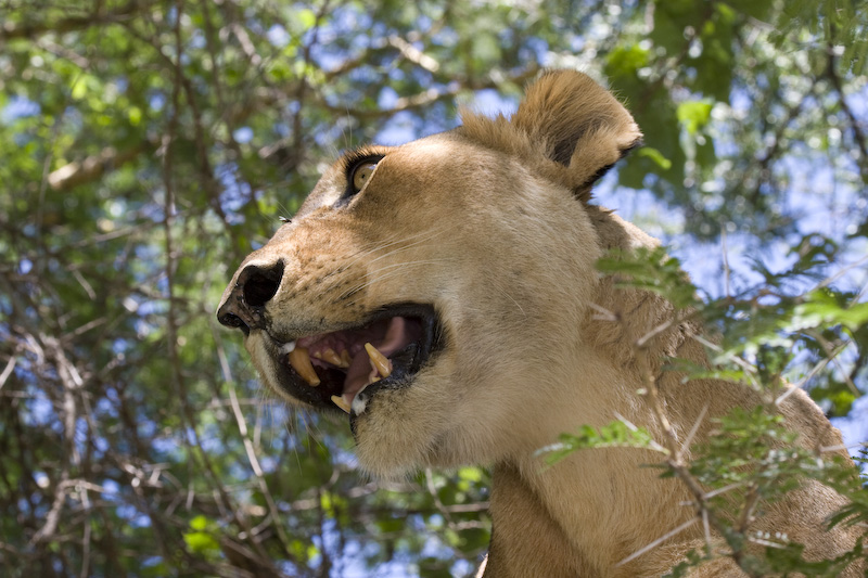 Lion In Tree